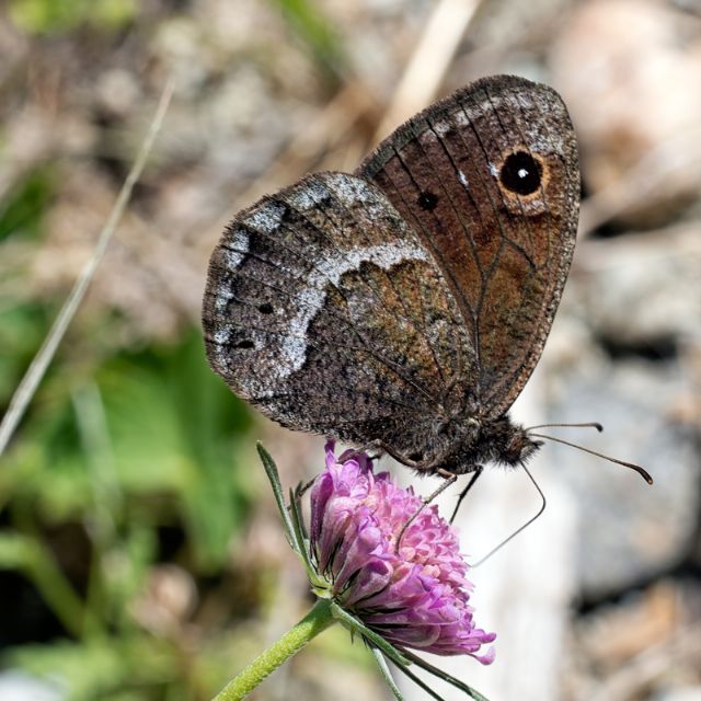 Possibile identificare x favore? Satyrus ferula, Nymphalidae Satyrinae